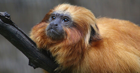 Golden Lion Tamarin on Branch Looking Up