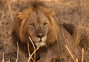 Male Lion Resting in Dry Grass