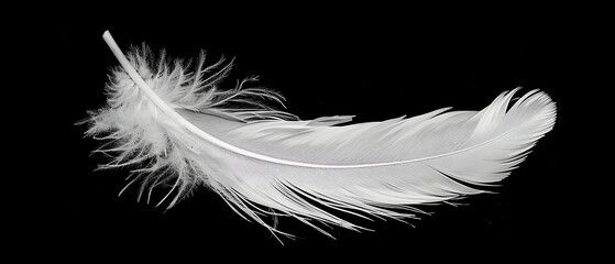 Obraz premium white feather on black background