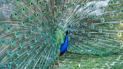 Obraz premium a peacock with its tail open