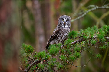 great greyowl (Strix nebulosa) perched on a tree