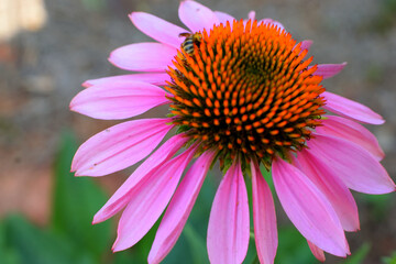 close up of a pink flower