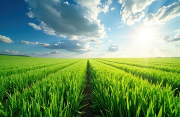Obraz premium Lush green crop field under bright sunlight with a clear sky and scattered clouds