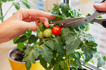 harvesting ripe cherry tomatoes from a pot indoors on a bright day
