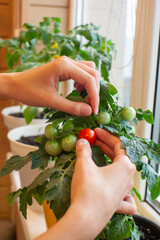 Gardener harvesting ripe tomato from indoor plant in a sunny kitchen