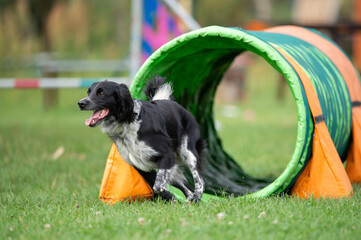 A Spanish working mix dog runs through a colorful agility tunnel during training. The image...