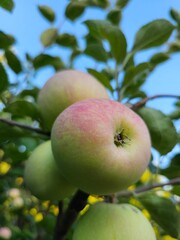 apples on tree