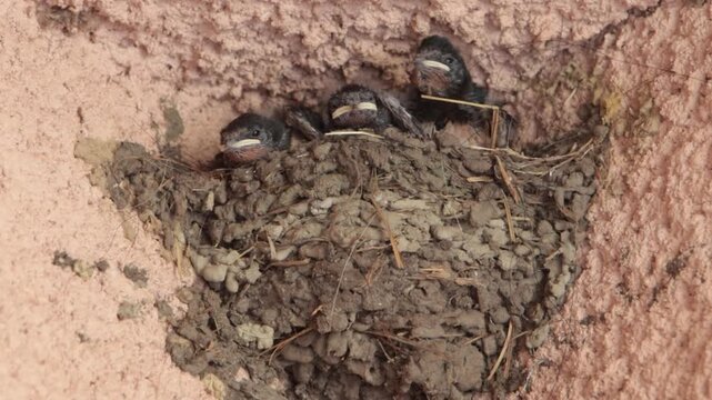  Nid d'hirondelles sous un plafond : nourrissage des oisillons