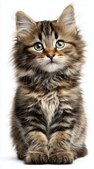 Obraz premium Cute cat, kitten lodie-cut png for calming pet product design, isolated style as high-resolution realistic photograph on white background, perfect for packaging 