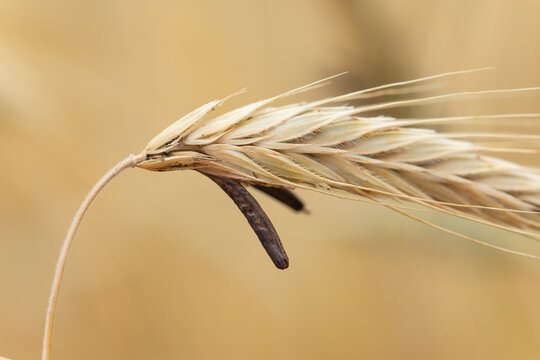 Mutterkornpilz Claviceps purpurea auf einer reifen Getreide&auml;hre