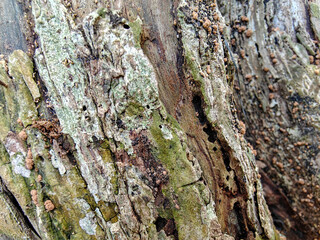 Close up texture of pepper tree
