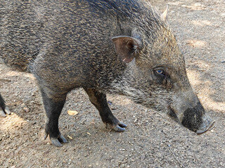 Local Balinese pig or wild boar