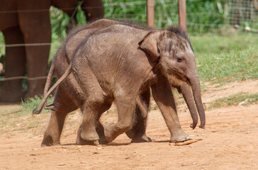 Two baby elephants walking in a dirt field