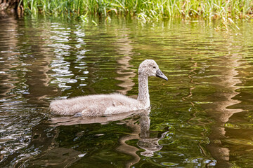  Young Swan (Cygnet) Floating on the Krutynia River in Masuria, Poland   Młody łabędź (Cygnet) płynący rzeką Krutynią na Mazurach, Polska © Adrian White