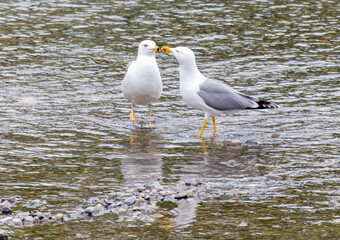 Two seagulls are standing in the water, one of which is pecking the other