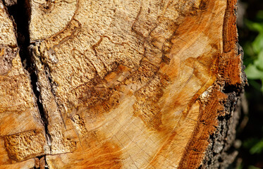 A close up of a tree trunk with a brownish color