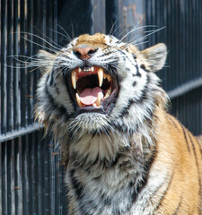 Obraz premium A tiger is standing in front of a fence, with its mouth open
