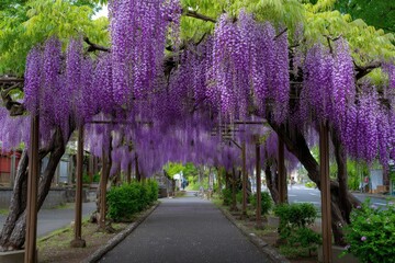 Wisteria tunnel walkway draped in purple flowers supported by trees  posts
