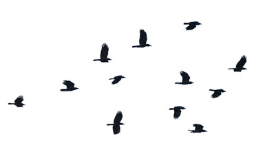 Flock of birds in flight isolated on white background