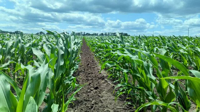 Moving along rows of young corn shoots fluttering in the wind