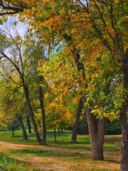 Naklejka premium autumn in the park