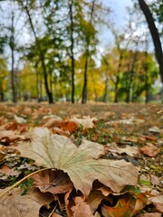 autumn leaves in the forest