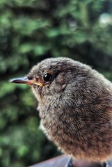 black crowned night heron