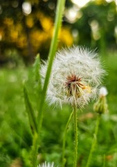 dandelion seed head