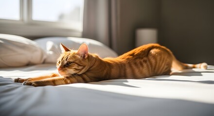 An orange tabby cat stretches out on a white bed in a sunlit room, enjoying a moment of relaxation.
