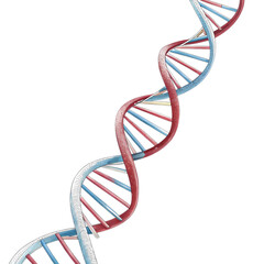 DNA Double Helix Structure on transparent background