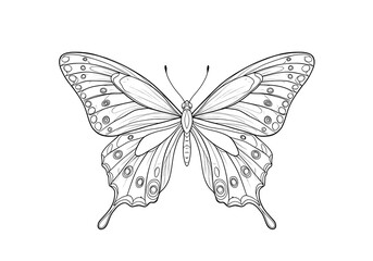 Detailed butterfly line illustration black and white