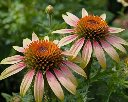 Coneflowers with orange centers and pink tipped petals green