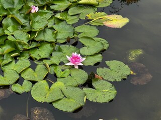 Close up of beautiful Water lily the flower in full bloom pink with white floating pads in a pond with lush green leaves in Summer day light organic country garden 