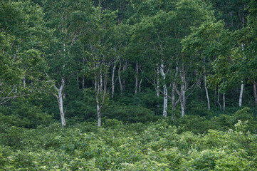 緑豊かな野反湖畔の白樺と熊笹の風景
