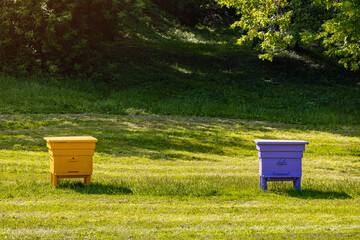 colored bee hives in an apiary, close-up. hives in the apiary. bee breeding. bee honey. beehives on the lawn. 