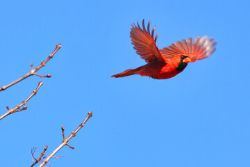 Northern male cardinal inflight against deep blue sky. 