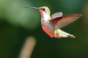 Fototapeta premium Ruby throated hummingbird feeding inflight at red feeder. 