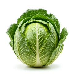Obraz premium green cabbage on white background