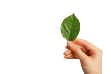 Elegant hand holding vibrant green leaf, symbolizing nature, growth, and environmental wellness.