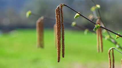 Branches with catkins and hazel leaves.