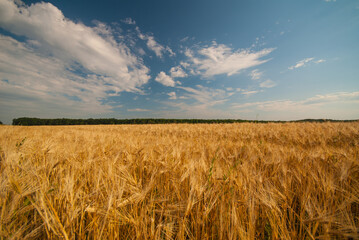 Ripe wheat in a field, rural landscape.