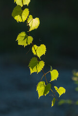 Grape branch with green leaves on a dark background.