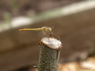 Yellow Dragonfly with Long Abdomen Perched on a Cut Tree Stump