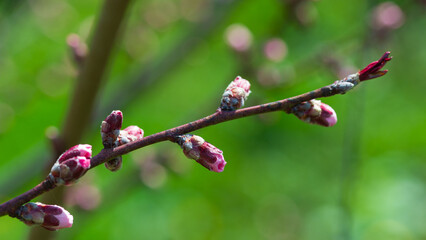 Peach tree branch with swollen flower buds on a green background.