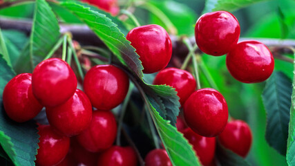 Ripe red cherries among green leaves on a branch.