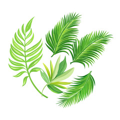 Diverse Collection of Lush Green Palm Leaves Isolated on White Background
