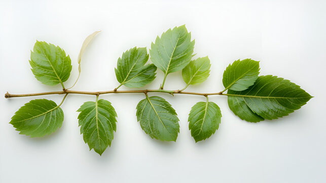 Tinospora crispa  leaves isolated on white background