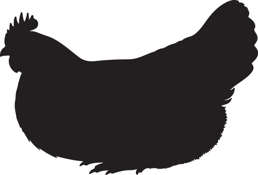Australorps hen in silhouette white background.