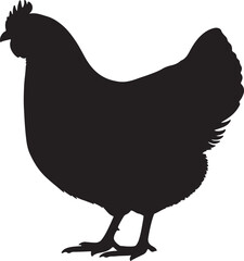 Australorps hen in silhouette white background.