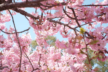 満開の桜②